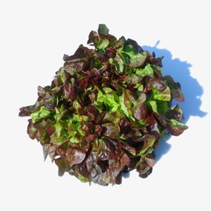 feuille de chêne rouge